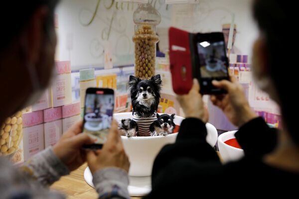 東京都江東区のビッグサイトで開催された「インターペット」で、愛犬の写真を撮る来場者 - Sputnik 日本