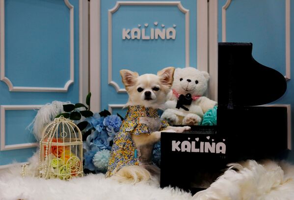 東京都江東区のビッグサイトで開催された「インターペット」で、新たに購入した服を着る犬 - Sputnik 日本
