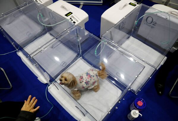東京都江東区のビッグサイトで開催された「インターペット」で、ペット用の酸素濃縮器に入る犬 - Sputnik 日本