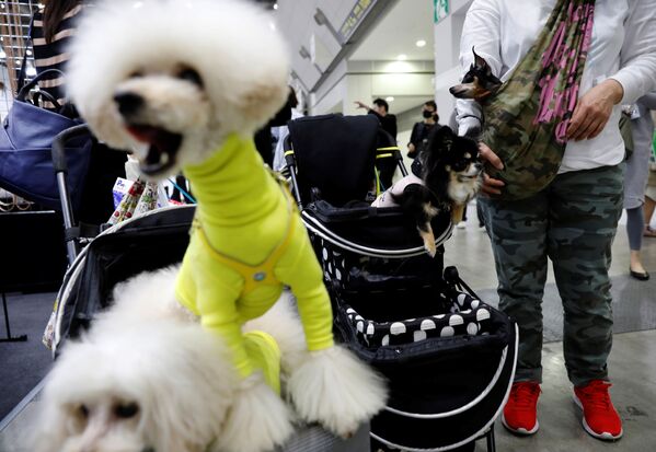 東京都江東区のビッグサイトで開催された「インターペット」で、犬用ベビーカーに愛犬を乗せて歩く来場者 - Sputnik 日本