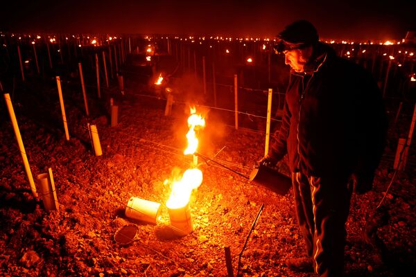 フランス・ブルゴーニュ地方のシャブリ地区にあるブドウ畑で、早朝に火を灯すワイン農家 - Sputnik 日本