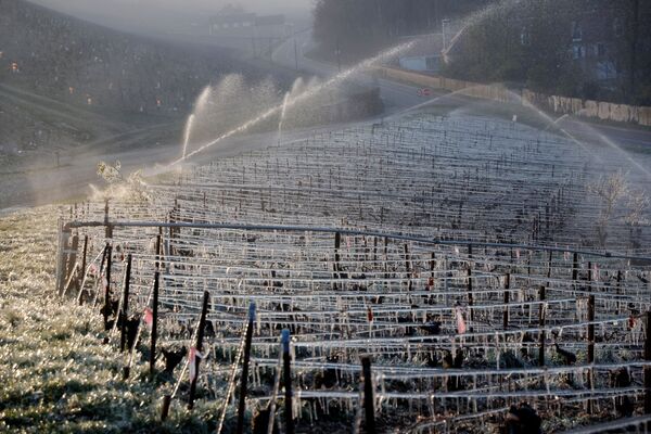 フランス・ブルゴーニュ地方のシャブリ地区にあるブドウ畑で、霜害を防ぐため早朝に散水されるブドウ畑 - Sputnik 日本