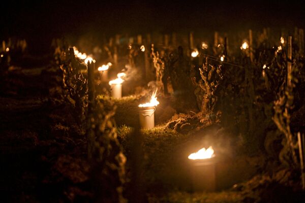 フランス・トゥーレーヌ地方にあるヴーヴレのブドウ畑に灯されたキャンドル - Sputnik 日本