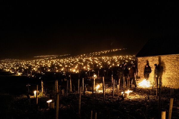 フランス・ブルゴーニュ地方のシャブリ地区にあるブドウ畑で、霜害を防ぐためキャンドルに火を灯すワイン農家  - Sputnik 日本