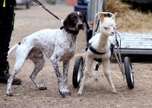 ドイツ・フライゼンの牧場を歩くマリー・ホープと犬のエルコ - Sputnik 日本