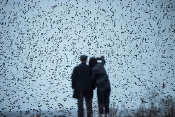 中国・の遼寧省丹東市を流れる鴨緑江近くの湿地で、渡り鳥を眺める男女 - Sputnik 日本