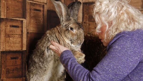 世界一大きなウサギが誘拐される　英国 - Sputnik 日本