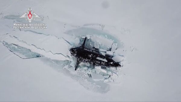 ロシア潜水艦の北極での演習を白熊が邪魔する - Sputnik 日本