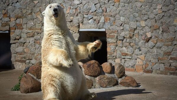 ロシアの動物園で世界最高齢級の白熊が永眠 - Sputnik 日本