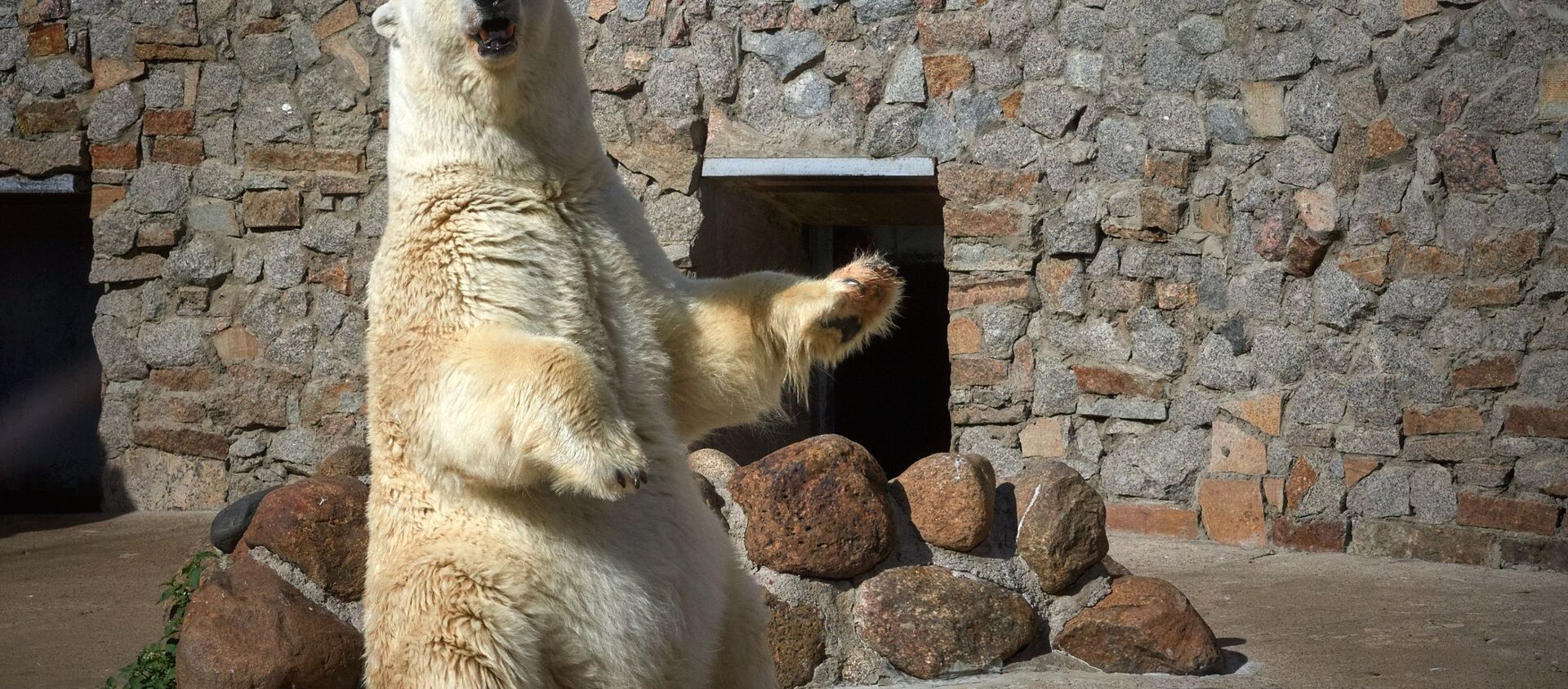 ロシアの動物園で世界最高齢級の白熊が永眠 - Sputnik 日本, 1920, 15.04.2021