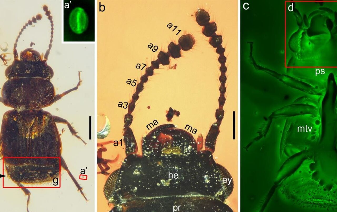 琥珀の中から恐竜時代の花粉が付いた昆虫を発見 - 2021年4月18日, Sputnik 日本