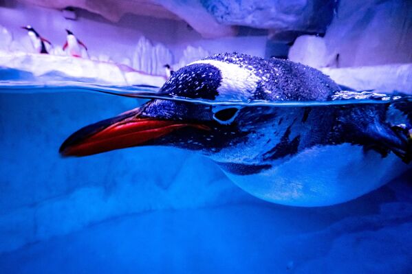 タイ・バンコクにある水族館で、囲いの中で泳ぐペンギン - Sputnik 日本