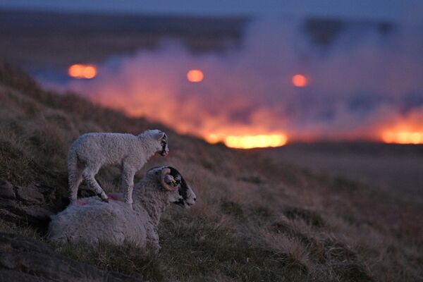 英イングランド・ハダーズフィールド近郊で火災が発生中、丘の斜面を登る羊たち - Sputnik 日本