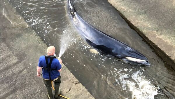 テムズ川で立ち往生の鯨 - Sputnik 日本