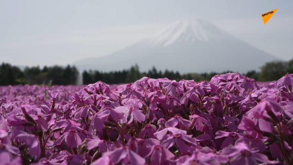 コロナ禍でも美しい　富士芝桜まつりが開催 - Sputnik 日本