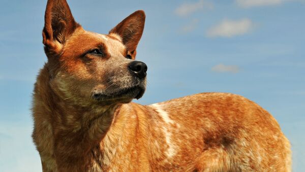 アフガン　カブール空港から200匹の犬を出国させた英国人 - Sputnik 日本