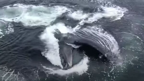 至近距離で撮影　ザトウクジラが波止場近くで狩り - Sputnik 日本