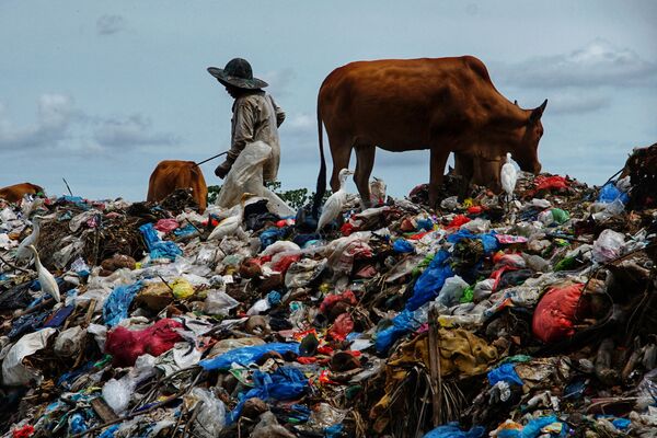 インドネシア・スマトラ島ロークスマウェで、ラマダンの終了を祝うイド・アル＝フィトルの後に集められたゴミの山で牛に草を食ませる牧畜民 - Sputnik 日本