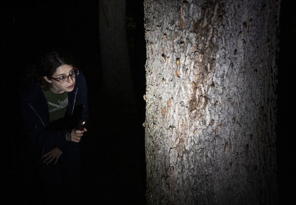 メリーランド州チェビー・チェースで、木に登るセミを調査する昆虫学者 - Sputnik 日本