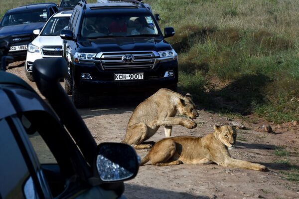 ケニア・ナイロビのナイロビ国立公園で、道路脇に横たわる2頭のライオン - Sputnik 日本