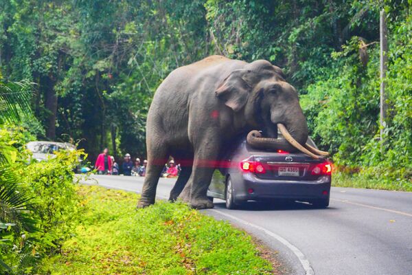 タイ・バンコク郊外にあるカオヤイ国立公園の道路上で車をとめる野生のゾウ - Sputnik 日本