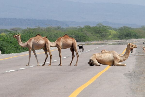 イエメンのアビヤン県とシャブワ県を結ぶ海岸沿いの道路で一休みする3頭のラクダ - Sputnik 日本