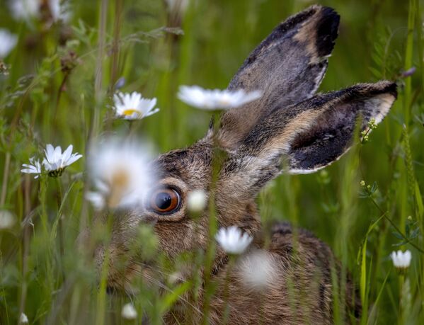 ドイツ・フランクフルトで、草むらで食事をとるウサギ - Sputnik 日本