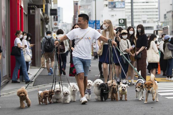 東京都の路上で、大勢の犬を散歩させるドッグウォーカーの男性 - Sputnik 日本
