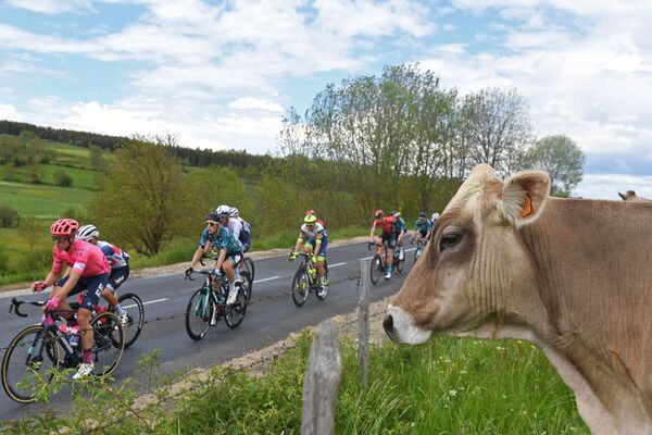 フランスで開催中の自転車レース「クリテリウム・デュ・ドーフィネ（Criterium du Dauphine ）」で、牛の前を走るレース選手 - Sputnik 日本