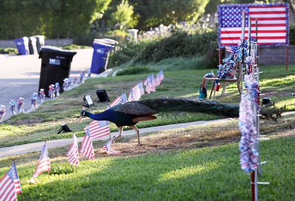 カリフォルニア州アルカディアで、独立記念日（7月4日）のために国旗が立てられた芝生にたたずむクジャク - Sputnik 日本