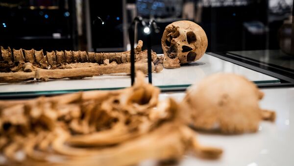 デンマーク国立博物館のショーケースに展示された、約1000年前に生き別れたバイキングの人骨 - Sputnik 日本