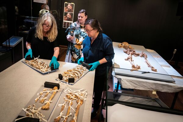 デンマーク国立博物館で、英国から運ばれたバイキングの骨を並べる職員ら - Sputnik 日本
