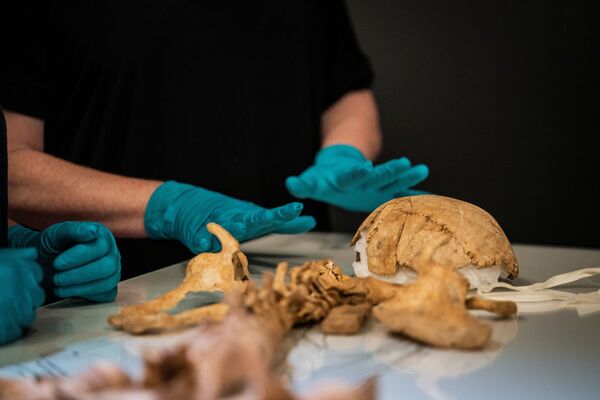 デンマーク国立博物館で、英国から運ばれたバイキングの骨を並べる職員 - Sputnik 日本