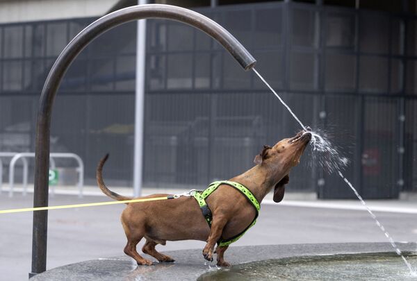 オーストリア・ウィーン郊外で、噴水でリフレッシュする犬 - Sputnik 日本
