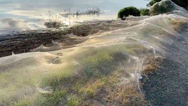 オーストラリア・ビクトリア州ギプスランドの湿地帯付近に張られた巨大なクモの巣 - Sputnik 日本
