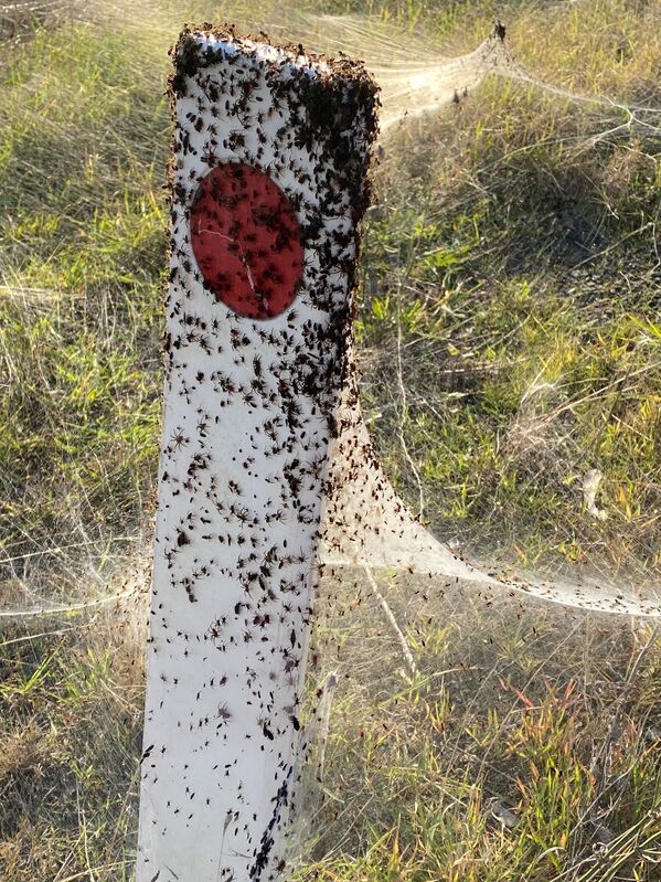 オーストラリア・ビクトリア州ギプスランドの湿地帯付近で見られる大量のクモ - Sputnik 日本