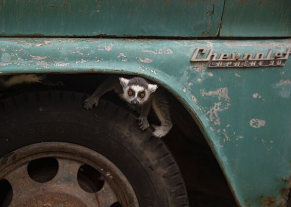 チリ・サンティアゴにあるブイン動物園で、トラックのタイヤから顔を出すワオキツネザル - Sputnik 日本