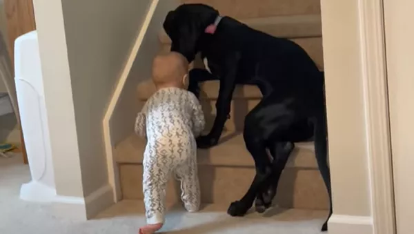 Protective Pup Keeps Kid From Climbing - Sputnik 日本