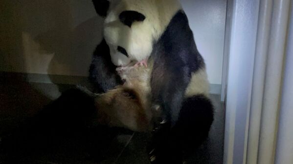 東京・上野動物園で双子を出産したジャイアントパンダのシンシン - Sputnik 日本