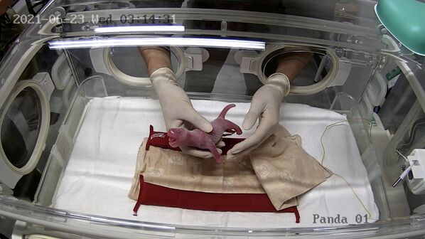 東京・上野動物園でシンシンが出産した双子のジャイアントパンダの赤ちゃん - Sputnik 日本