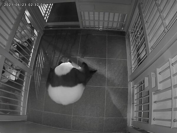 東京・上野動物園でジャイアントパンダのシンシンが双子を主産する様子 - Sputnik 日本