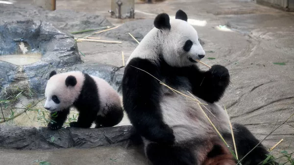 Панда Син Син с ребенком Xiang Xiang в зоопарке в Токио  - Sputnik 日本