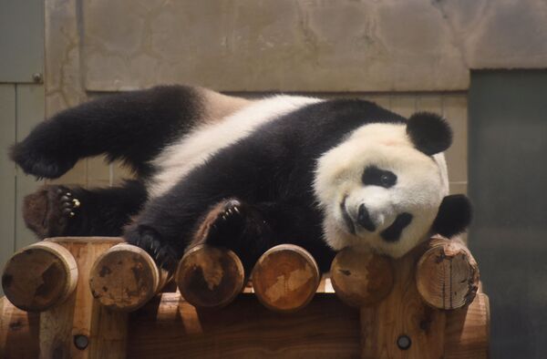 東京・上野動物園の檻の中で一休みするジャイアントパンダのシンシン - Sputnik 日本