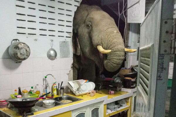 タイ・フアヒンの民家に壁を突き破って突入した野生のゾウ - Sputnik 日本