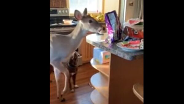 Orphaned Deer Stops in for Leftover Snacks - Sputnik 日本