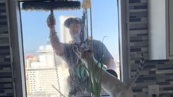 高所で心和らぐひと時　窓清掃を追いかけるネコ - Sputnik 日本