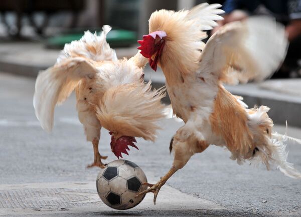 中国・遼寧省瀋陽市で行われた鶏のサッカー試合ショーで、ボールを奪い合っている2羽の鶏 - Sputnik 日本