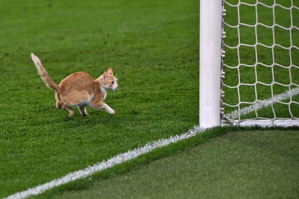イタリア・トリノのユヴェントス・スタジアムで、試合中にピッチに乱入した猫 - Sputnik 日本