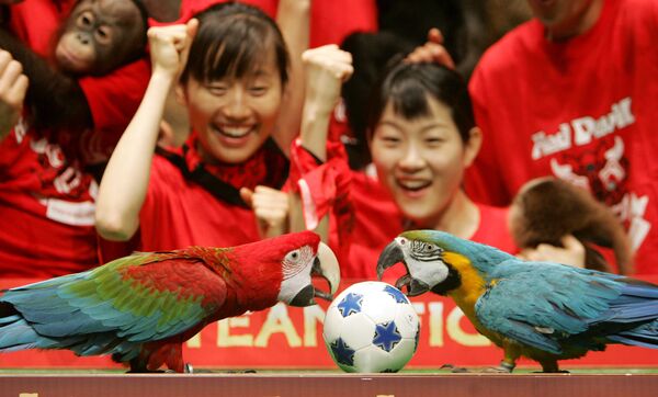 韓国・ソウルでの遊園地エバーランドで行われた動物サッカーの試合で、ミニチュアのサッカーボールをつつく2羽のオウム - Sputnik 日本