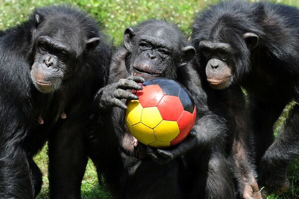 ドイツ・ホーデンハーゲンのセレンゲティ公園で、サッカーボールで遊ぶチンパンジーたち - Sputnik 日本